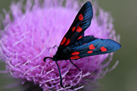 Zygaena lonicerae
